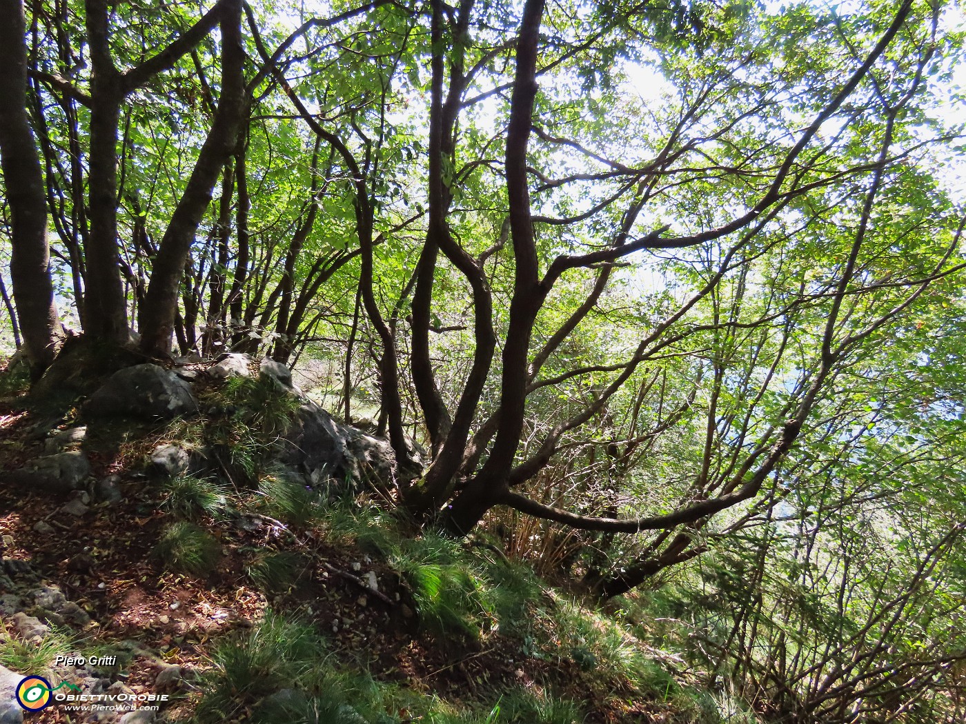 53 Rientriamo all'ombra nel bosco di carpini neri.JPG